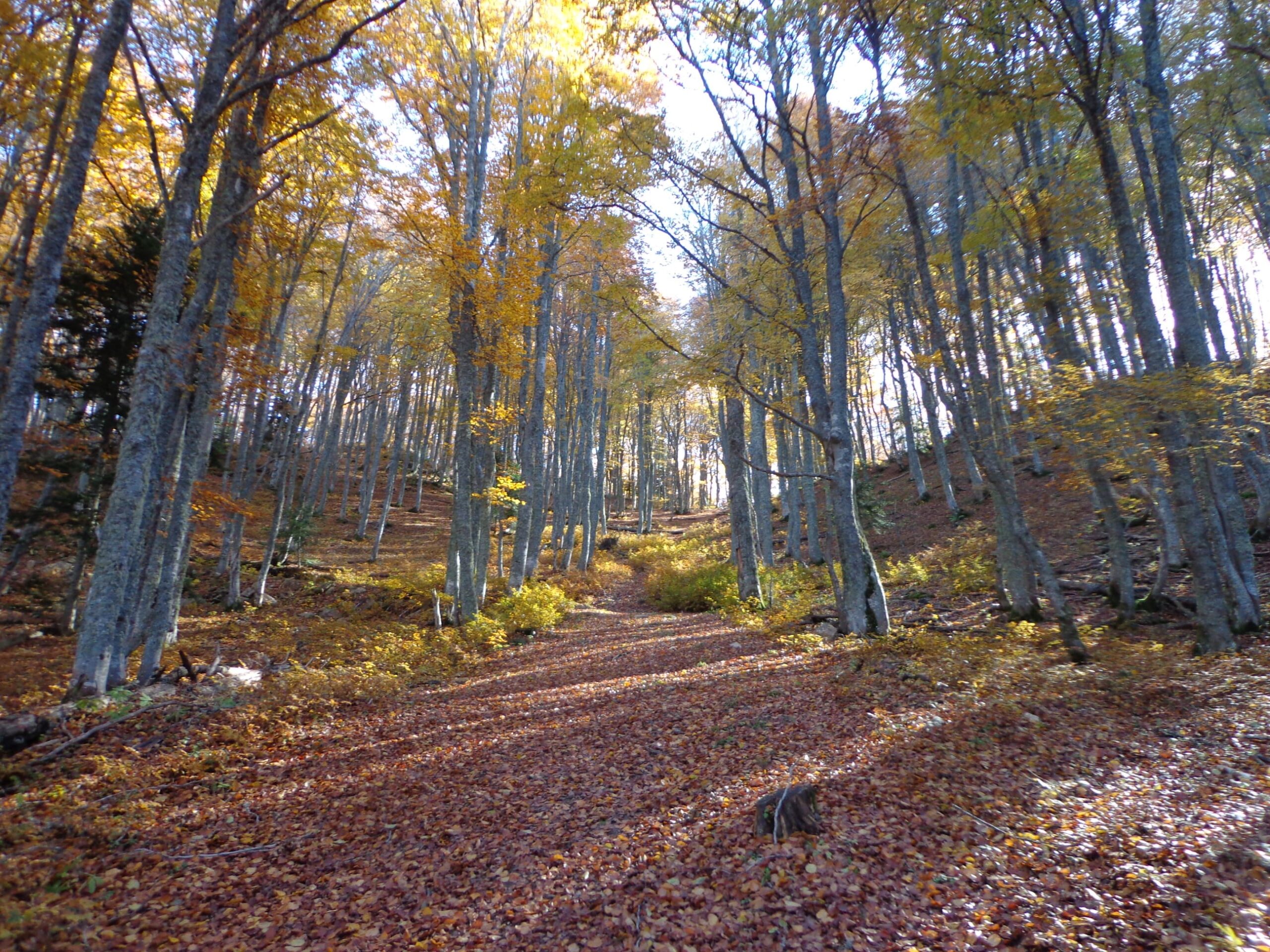 bain de forêt dans le jardin