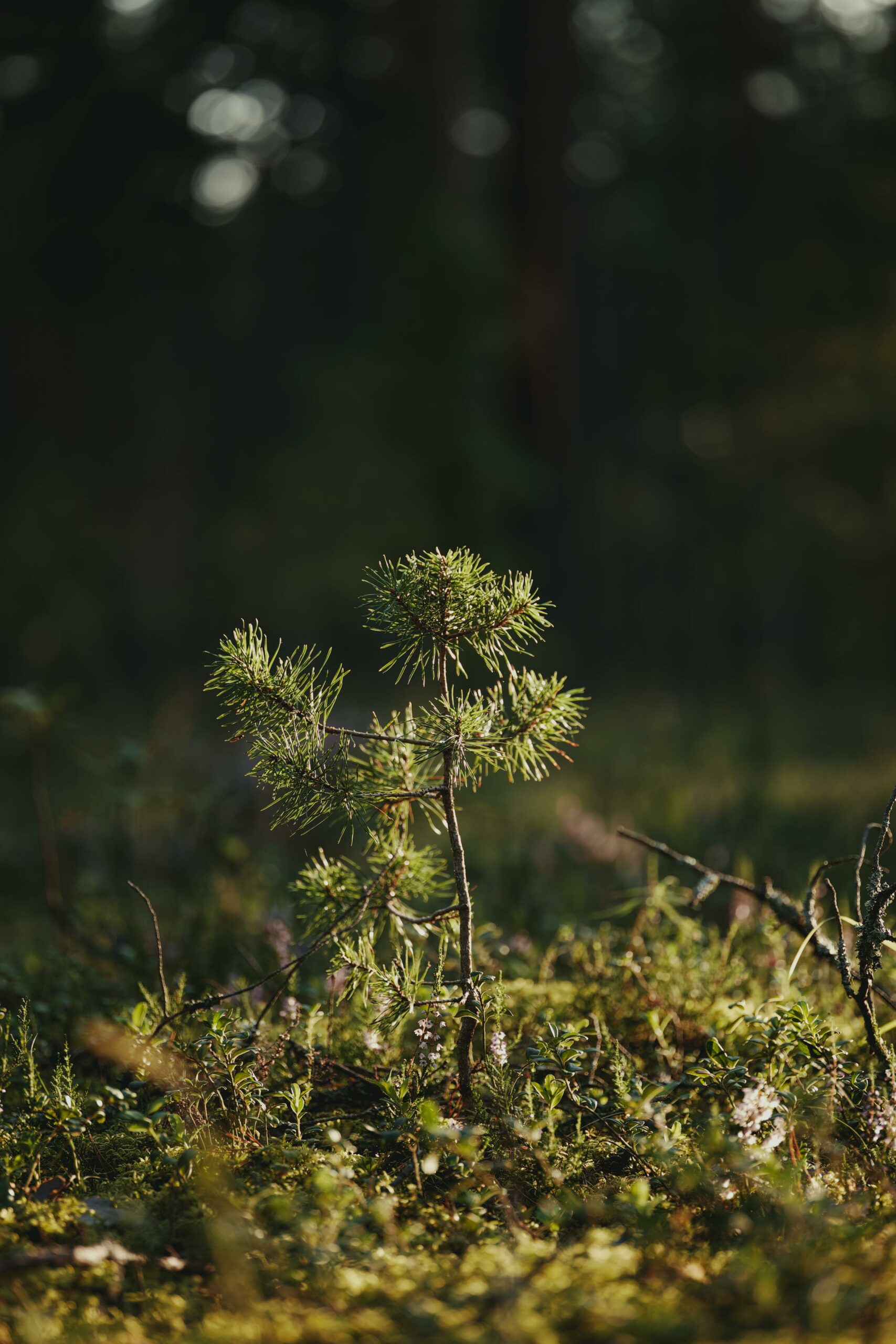 Graine d'arbre