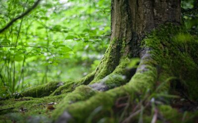 Les bienfaits des bains de forêt