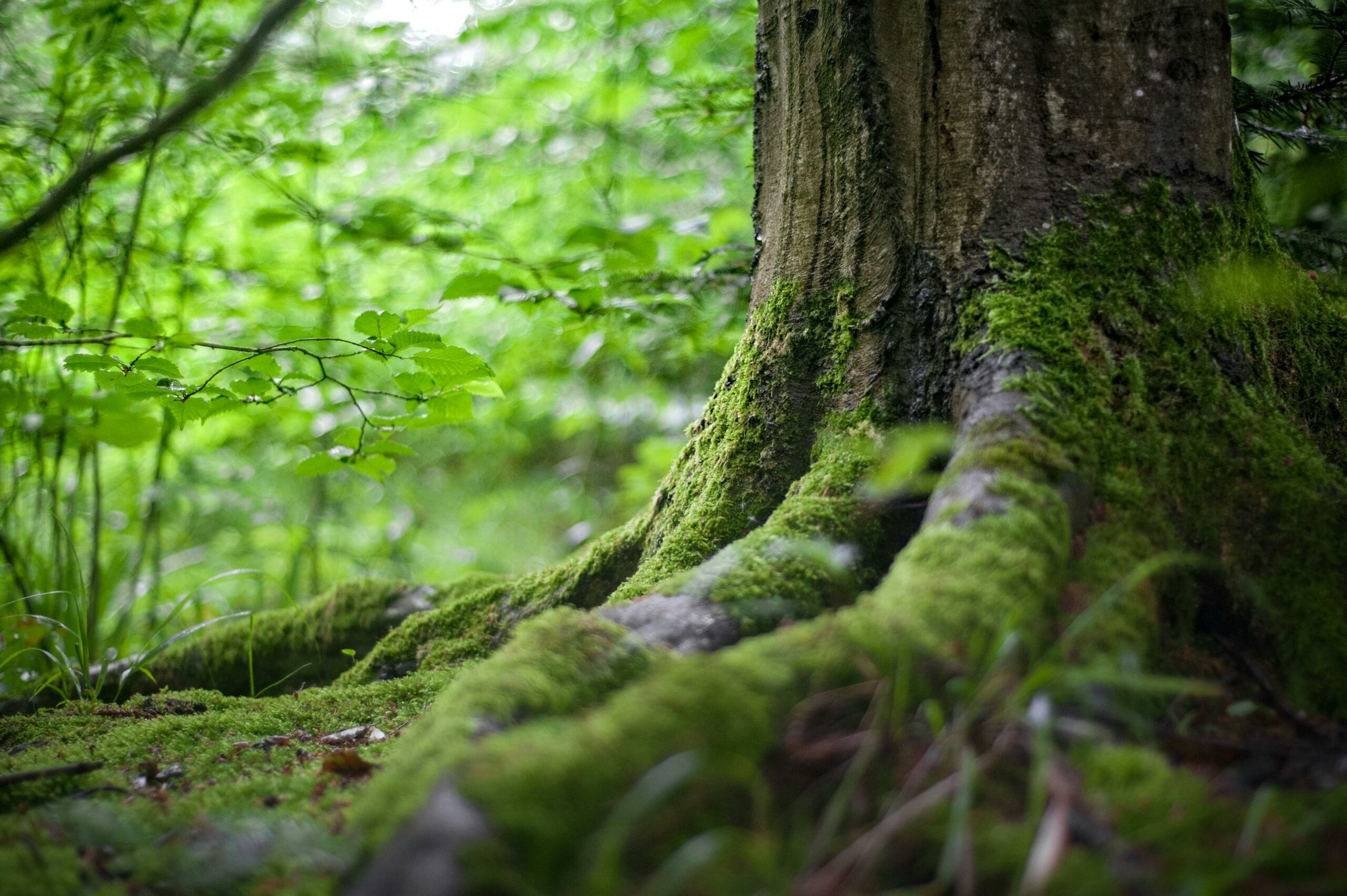 Toucher l'écorcer de l'arbre.